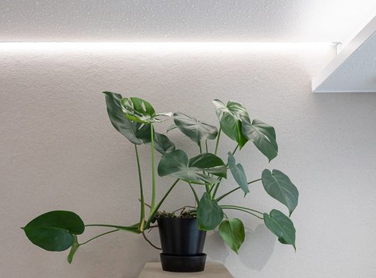 Led-kasvivalaistus lisää kasvien hyvinvointia pimeän aikaan Led-kasvivalaistus lisää kasvien hyvinvointia pimeän aikaan