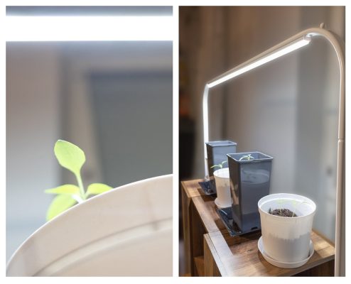 Mit LED-Lampen das ganze Jahr über Pflanzen züchten Mit LED-Lampen das ganze Jahr über Pflanzen züchten